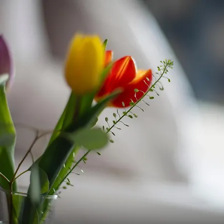 Logis & Restaurant Au Lion D'or 2* 伯恩霍普勒豪特